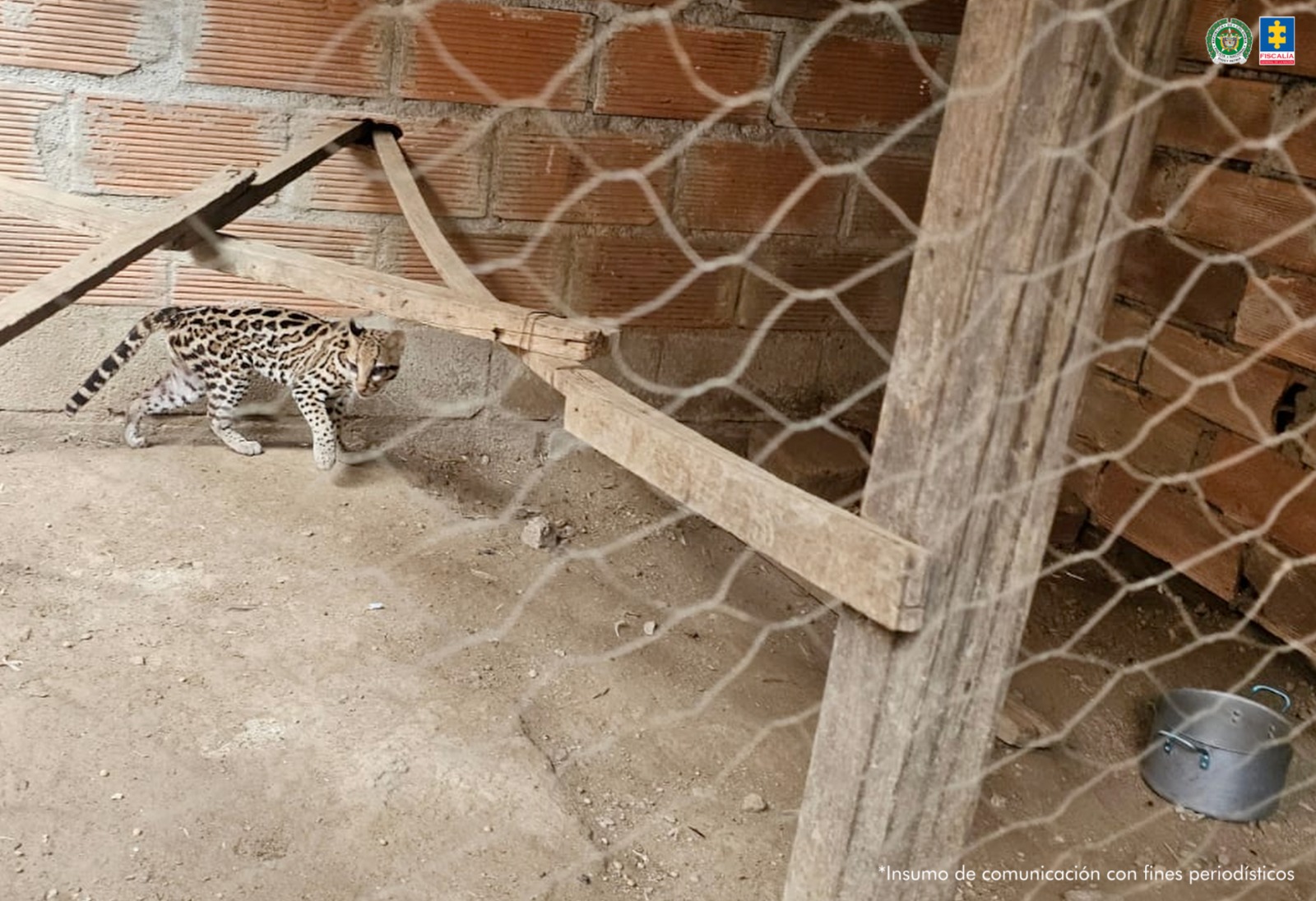 El ocelote fue llevado a un centro de protección animal para su recuperación.