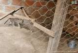 Un ocelote fue encontrado en cautiverio en una casa de Bello (Antioquia)