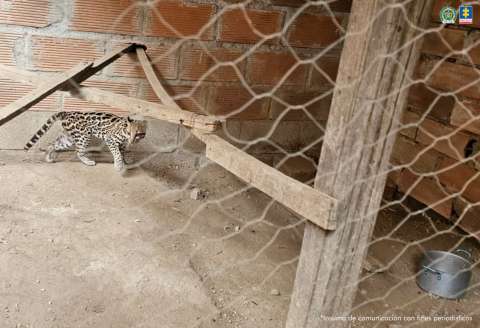 Un ocelote fue encontrado en cautiverio en una casa de Bello (Antioquia)