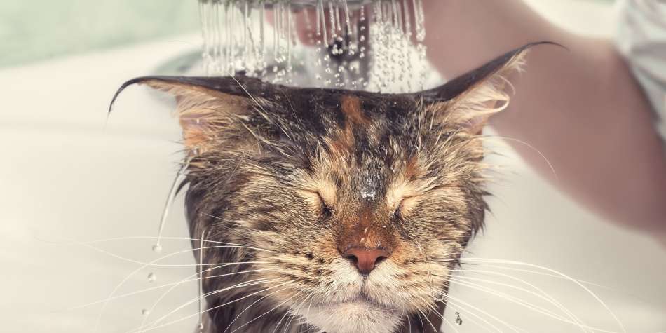 Por cada minuto que pasas en la ducha se gastan 20 litros de agua