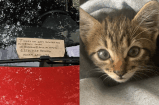 Comunidad se une para salvar a un gatito atrapado en un carro: termina bien
