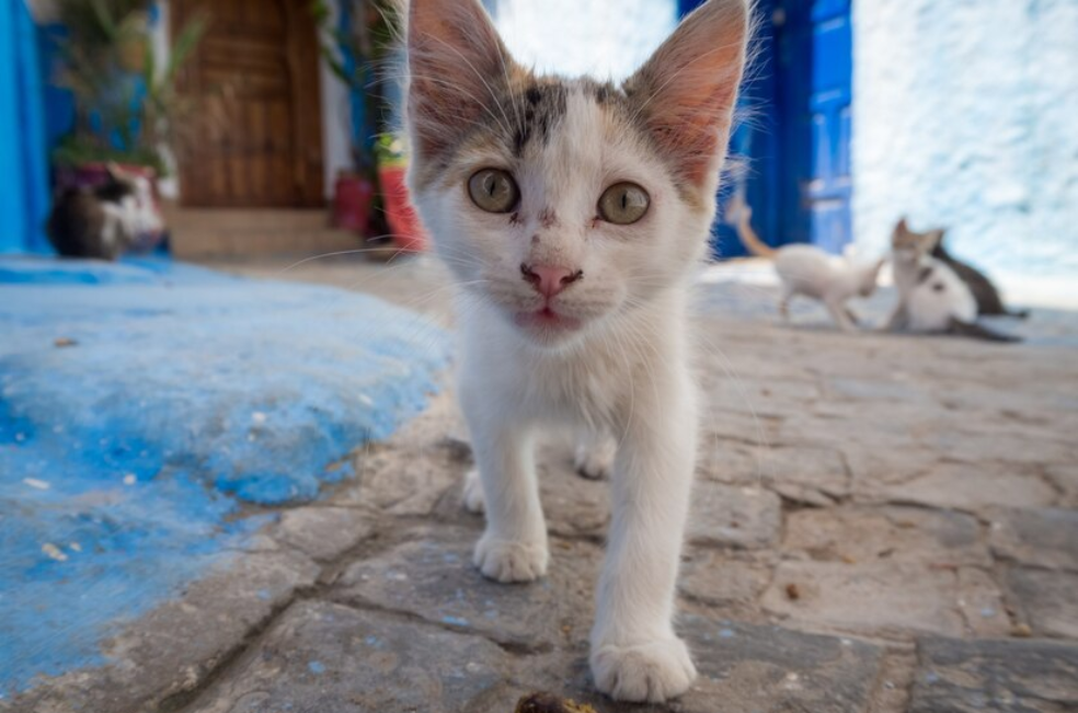 ¿Cuántos años viven los gatos callejeros?