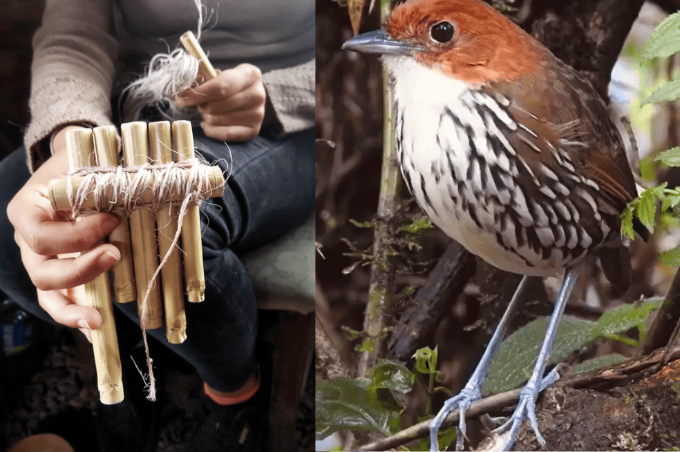 Instrumentos musicales y animales