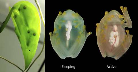 Las ranas de cristal ‘esconden’ sangre en el hígado mientras duermen