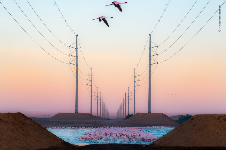Las mejores imágenes del concurso Wildlife Photographer of the Year 2026