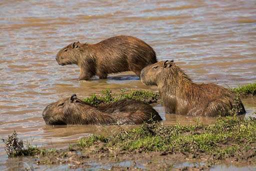 De acuerdo con Corporinoquia, “el chigüiro es considerado entre la fauna silvestre como el vertebrado terrestre mejor adaptado para el consumo de vegetación marginal de cursos de agua y zonas pantanosas”