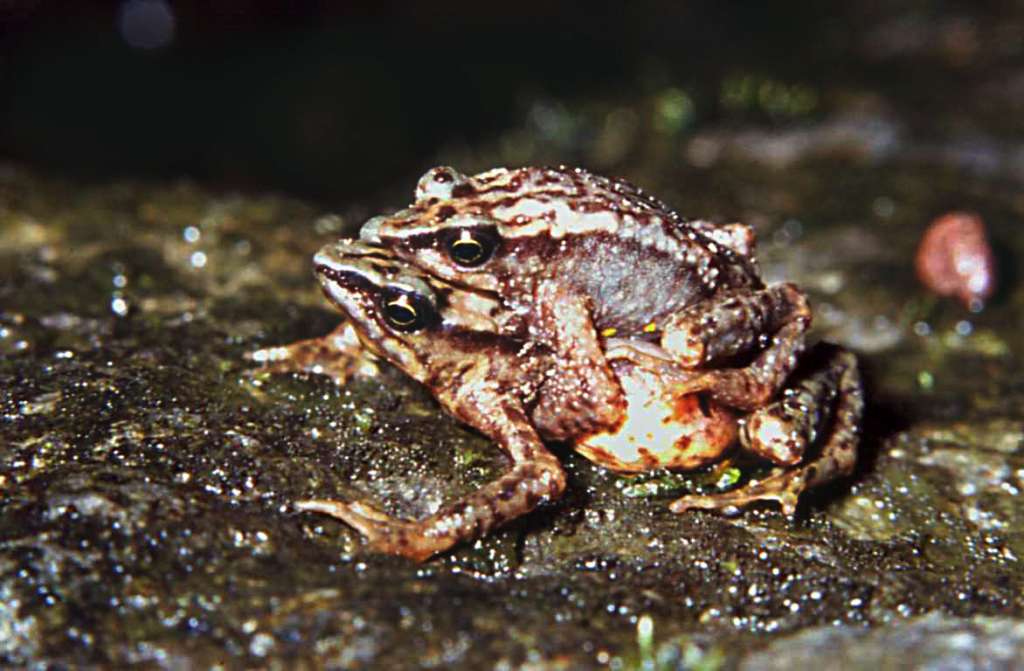 Imagen del sapo quimbaya (Atelopus quimbaya), endémico de los Andes colombianos. / Gustavo H. Kattan - Instituto Humboldt