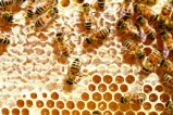 ¿Estas aves y los tejones de miel se están aliando para “robarle” a las abejas?