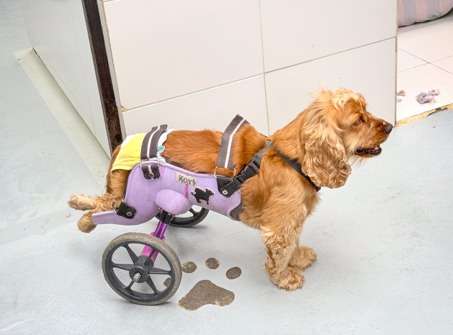 Estudiantes de ingeniería crean sillas de ruedas 3D para perros que no pueden caminar