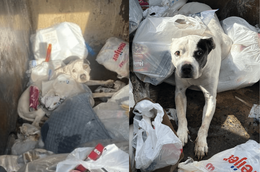 “Esos dos ojos me miraban fijamente”: impactante hallazgo de un perro en la basura