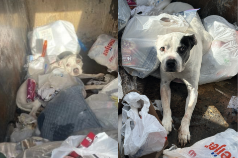 “Esos ojos me miraban fijamente”: impactante hallazgo de un pitbull en la basura