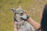 ¿Cómo saber quién es la persona favorita de un perro?