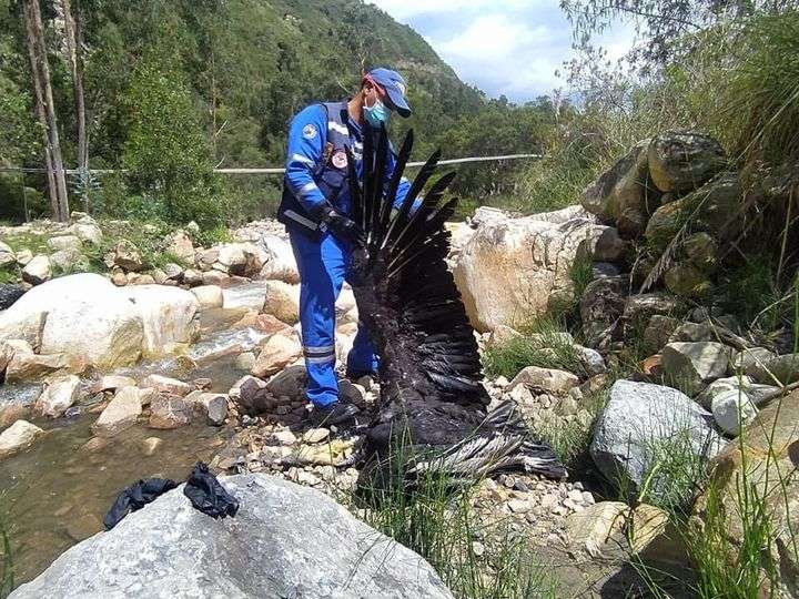 La Corporación Autónoma Regional de Santander investiga las causas de muerte de las dos aves en vía de extinción.