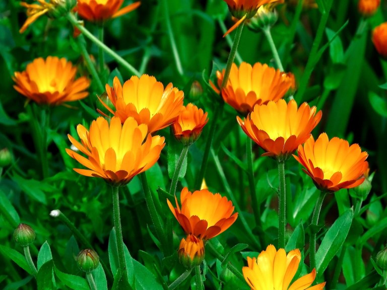 Cinco plantas trampa que debería poner en su jardín para alejar a las plagas
