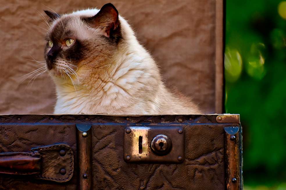 ¿Viajas con tu gato? Ojo a estas recomendaciones