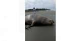 En video: aparece un elefante marino en la costa del Valle del Cauca