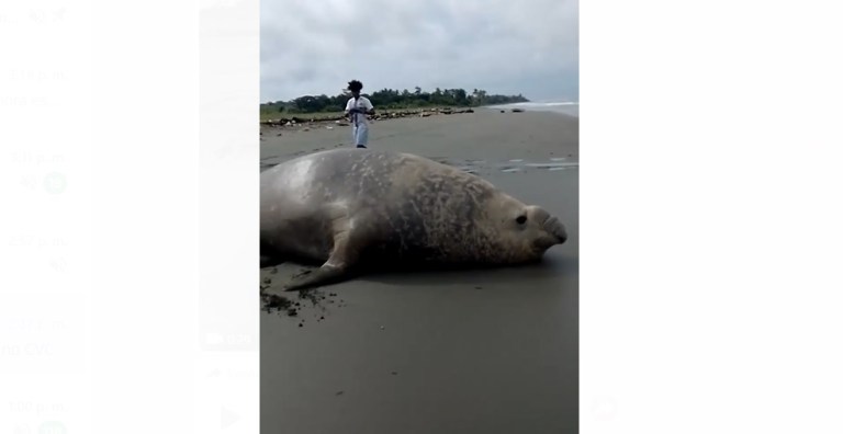 En video: aparece un elefante marino en la costa del Valle del Cauca