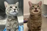 Rosen: el gato que entró a un apartamento a buscar refugio y encontró un hogar para siempre