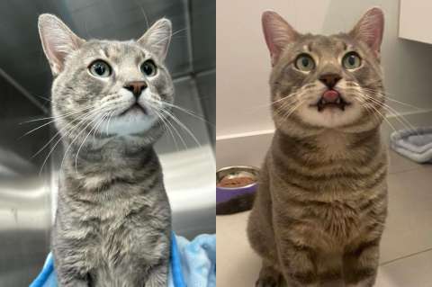 Rosen: el gato que entró a un apartamento a buscar refugio y encontró un hogar para siempre