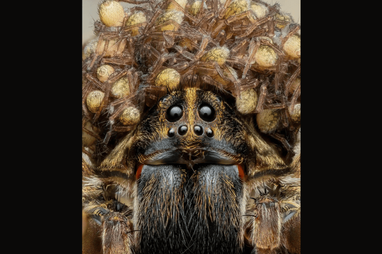 Categoría insectos y arácnidos:
Esta fotografía de Benjamin Salb es un cuadro de enfoque de 129 cuadros de una araña lobo con sus crías. Fue tomada en un parque local en Washington.