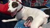 ¿Un perro con una boca en el estómago? La historia detrás de foto viral en redes