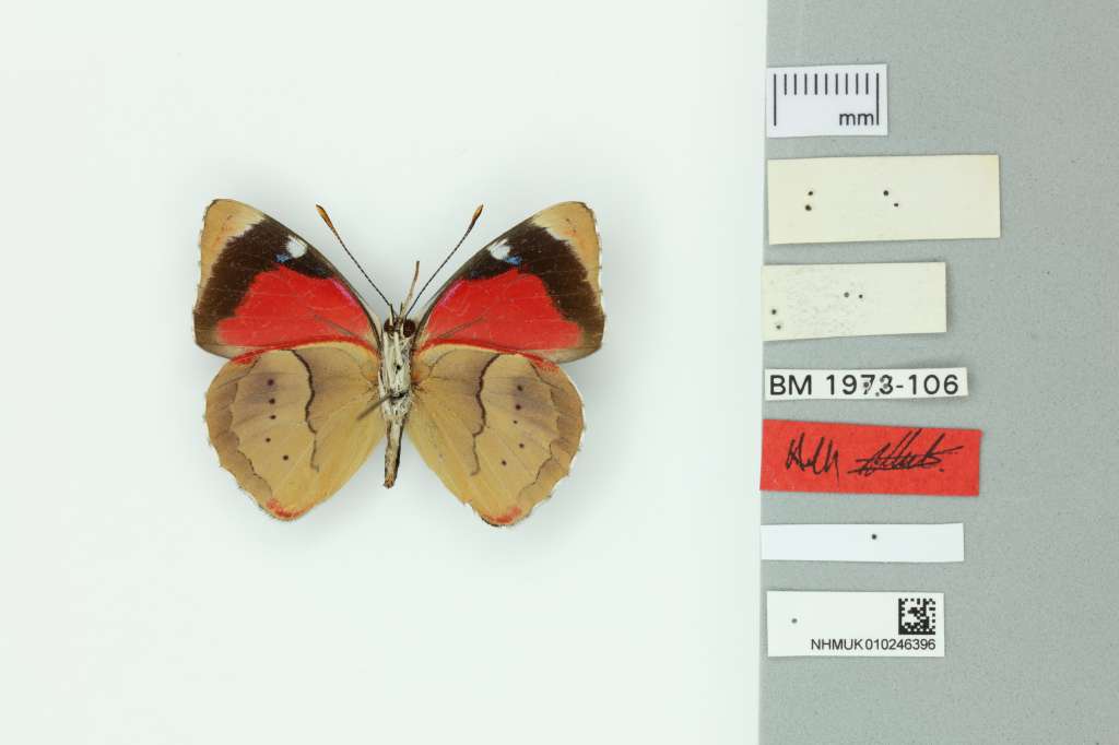 Esta especie endémica de mariposa solo se encuentra en la Sierra Nevada de Santa Marta.