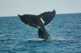 Japón caza 177 ballenas en el Pacífico con "fines científicos"