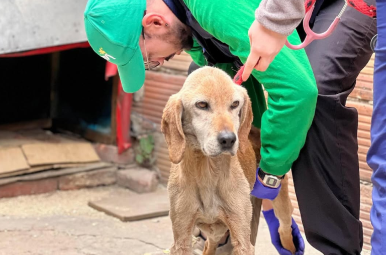 Estos son los puntos donde puede vacunar gratis a su mascota este viernes en Bogotá