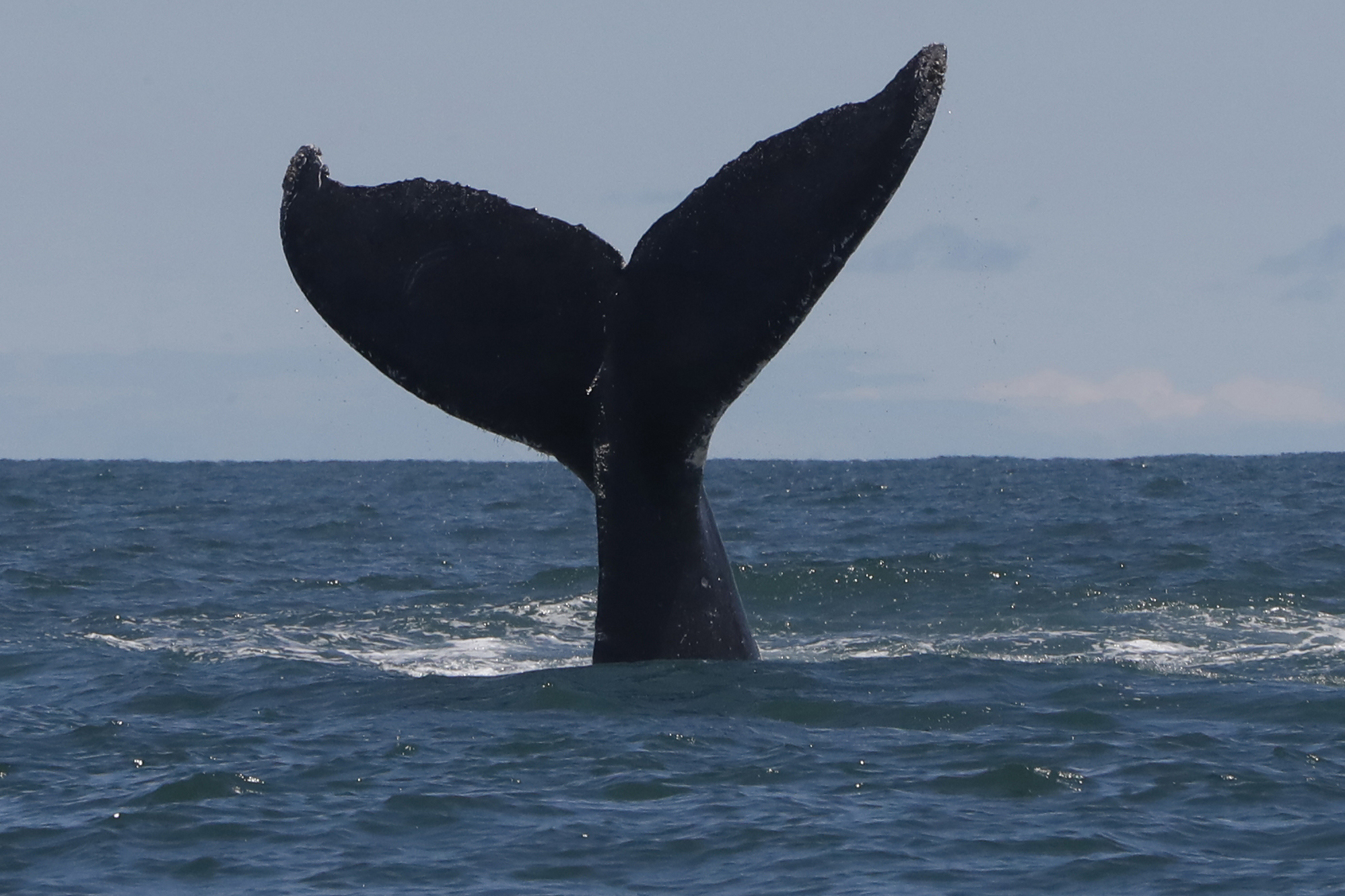 ACOMPAÑA CRÓNICA: COLOMBIA BIODIVERSIDAD. AME2646. BUENAVENTURA (COLOMBIA), 26/09/2024.- Fotografía de archivo del 1 de septiembre de 2022 de la cola de una ballena en el Parque Nacional Uramba Bahía Málaga, en Buenaventura (Colombia). "Ballena ven a escuchar, tienes la memoria de todo nuestro pasado", recita Alba Angulo en una playa del Pacífico colombiano con un grupo de 'cantaoras' que dan serenatas a las ballenas jorobadas que cada año regresan a reproducirse, y se han convertido en un eje turístico de la región. EFE/ Ernesto Guzmán Jr.