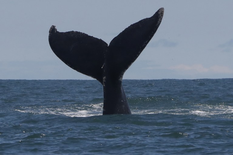 Ballena jorobada rompe récord al migrar 13.000 km, desde Colombia hasta Tanzania