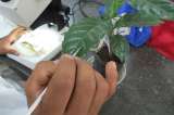 Descubren nuevas especies de ácaros en cafetales colombianos