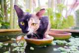 Gato quimera: curiosidades y datos que no sabía de este felino