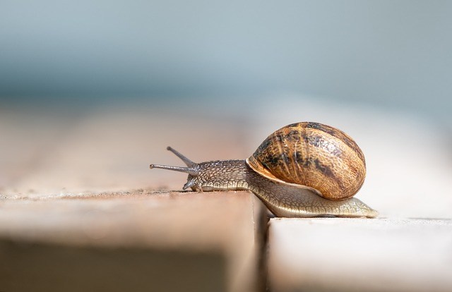 El ruido generado por los humanos estaría dañando a los animales invertebrados