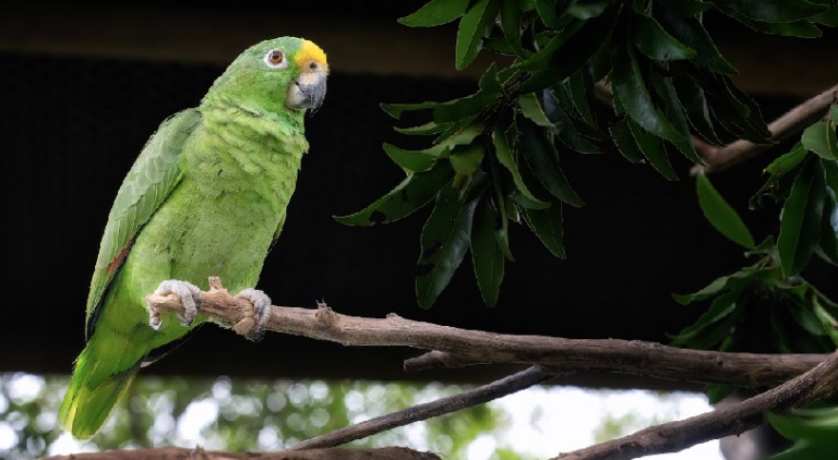 Estos son los animales prohibidos como mascotas en España
