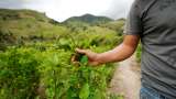 Primer registro en Colombia para abono orgánico compuesto con hoja de coca