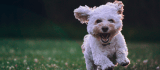 10 nombres para perros chiquitos, ¡perfectos para tu nuevo amigo peludo!
