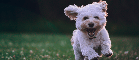 10 nombres para perros chiquitos, ¡perfectos para tu nuevo amigo peludo!