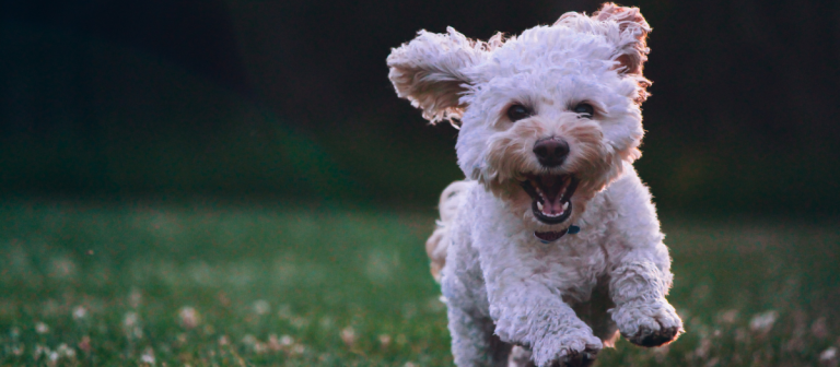 ¿Hasta qué edad crecen los perros?