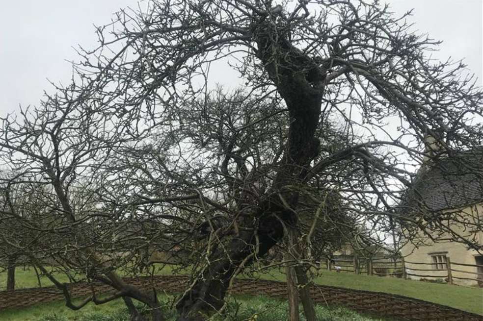 El famoso árbol que inspiró a Sir Isaac Newton para trabajar en su "Teoría de la Gravedad" en el pueblo de Grantham, en Tierras Medias, Reino Unido, el 4 de abril de 2018. / Ahmet Gürhan Kartal - Agencia Anadolu