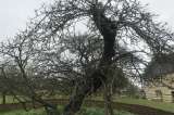 El árbol que inspiró a Isaac Newton sigue firme