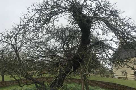 El árbol que inspiró a Isaac Newton sigue firme