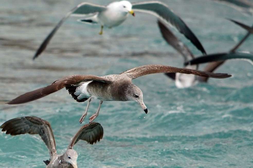 Las aves también se enfrentan a una mortalidad dramática por las olas de calor.