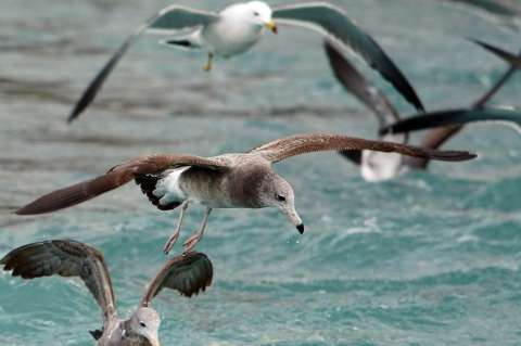 Las aves marinas empiezan a reproducirse menos por la crisis climática