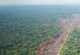 “Ganadería genera 60 veces más deforestación que el área por coca en la Amazonía”