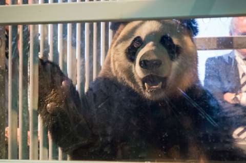 ¿Por qué la llegada de una pareja de pandas de China desata tanta euforia en Holanda?