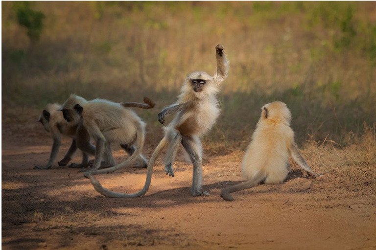 Un ejemplar de langur balancea su cuerpo para dar la impresión de que está bailando. La imagen fue capturada en India.