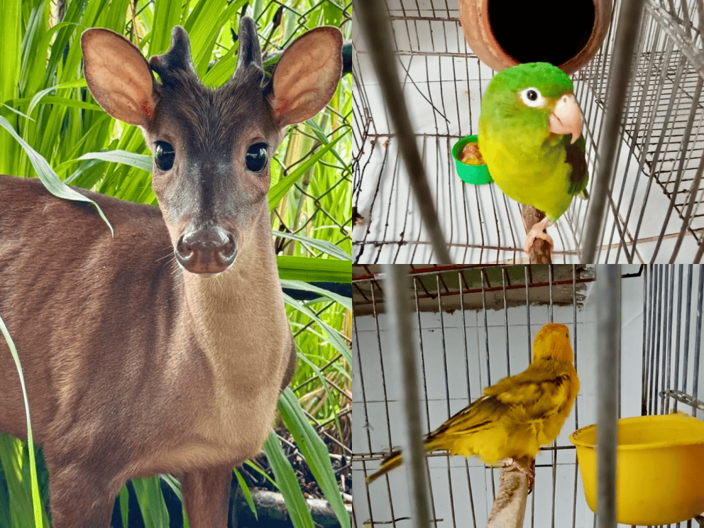 Animales en una casa de Floridablanca
