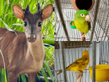 En una casa de Floridablanca hallaron un venado que tenían como mascota