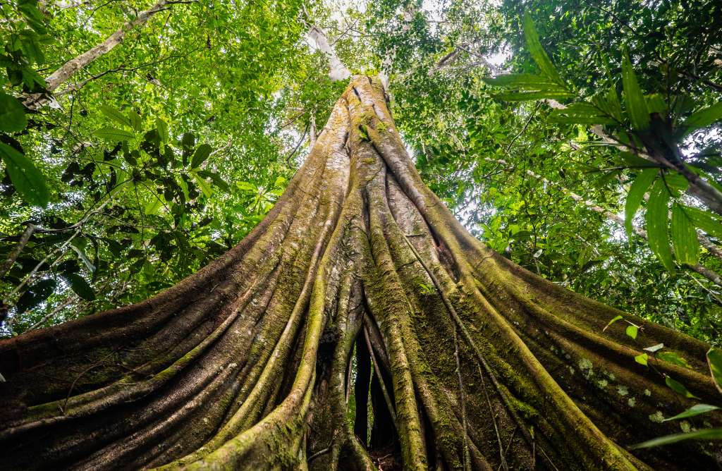 Tronco de un árbol amazónico. ©Luis Barreto/WWF UK
