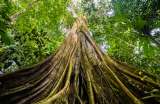 Los grandes árboles de la Amazonia son más resistentes al clima de lo que creíamos